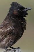 Red-vented Bulbul