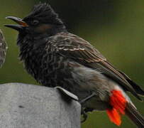 Bulbul à ventre rouge