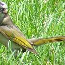 Bulbul de Chine