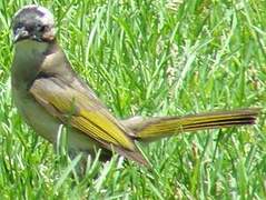 Light-vented Bulbul