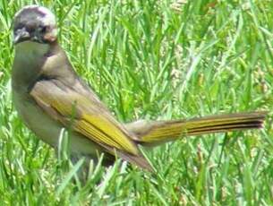 Bulbul de Chine