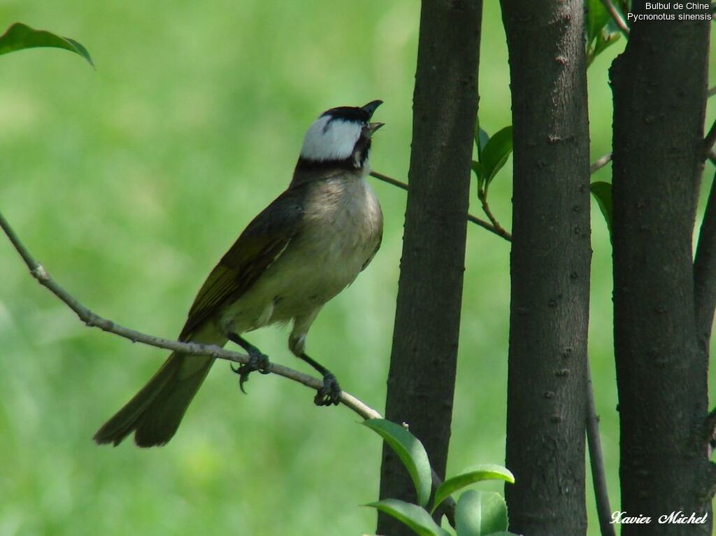 Light-vented Bulbul