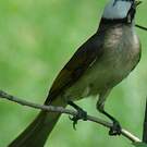 Bulbul de Chine