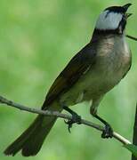 Light-vented Bulbul