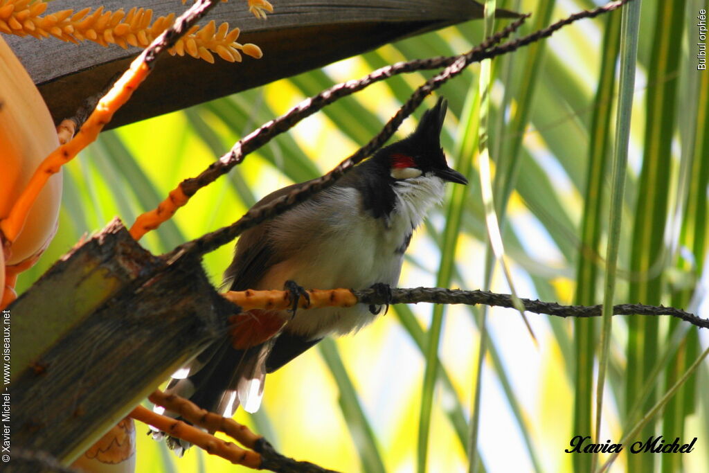 Red-whiskered Bulbul, identification