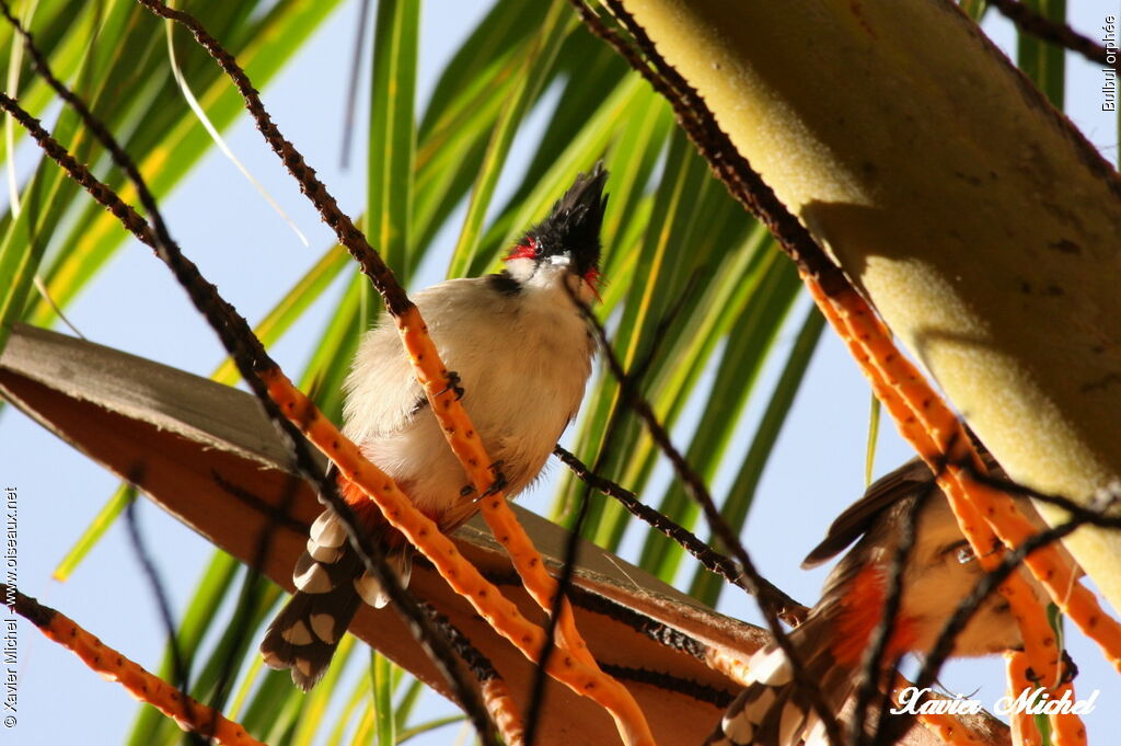 Red-whiskered Bulbul, identification