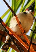 Bulbul orphée