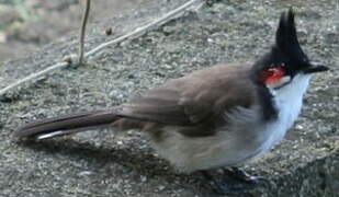 Red-whiskered Bulbul