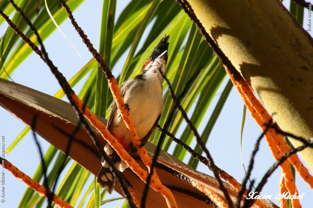 Red-whiskered Bulbul