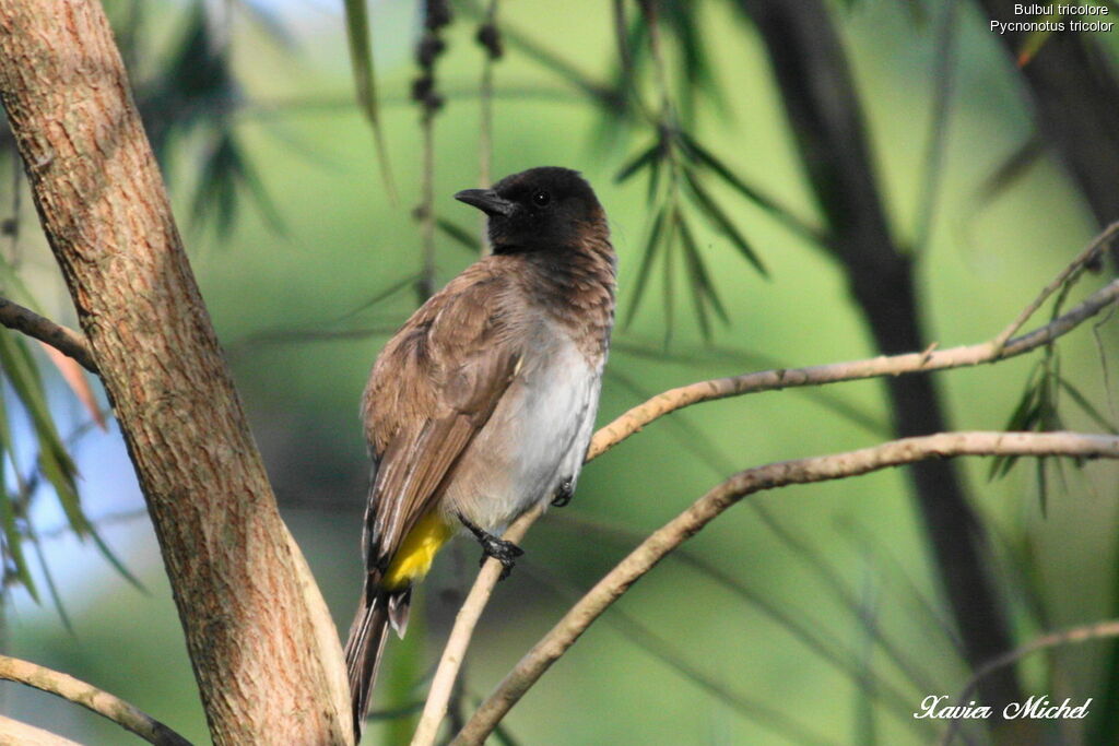 Bulbul tricolore