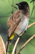 Dark-capped Bulbul