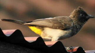 Dark-capped Bulbul