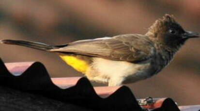 Bulbul tricolore