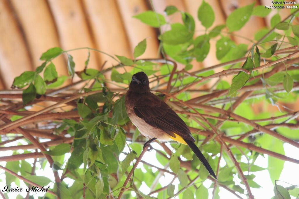 Dark-capped Bulbul