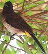 Bulbul tricolore