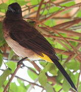 Dark-capped Bulbul