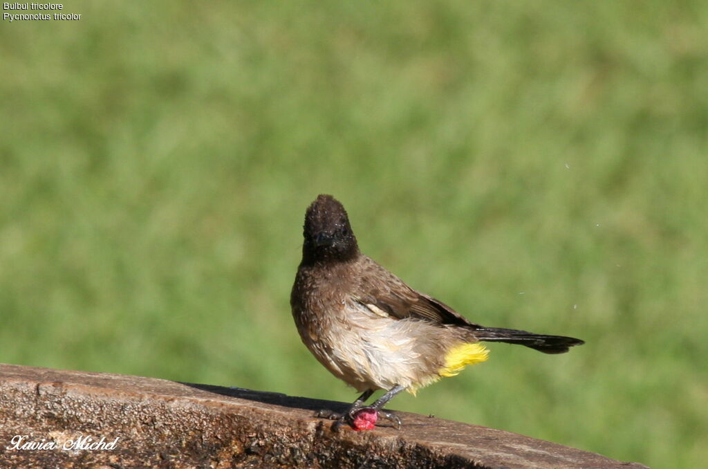 Dark-capped Bulbul