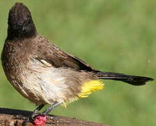 Dark-capped Bulbul