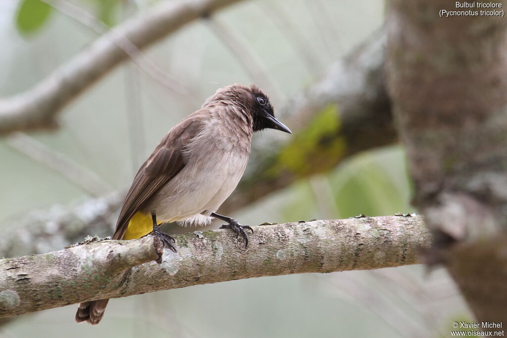 Dark-capped Bulbuladult