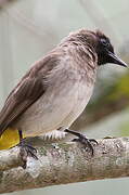 Dark-capped Bulbul