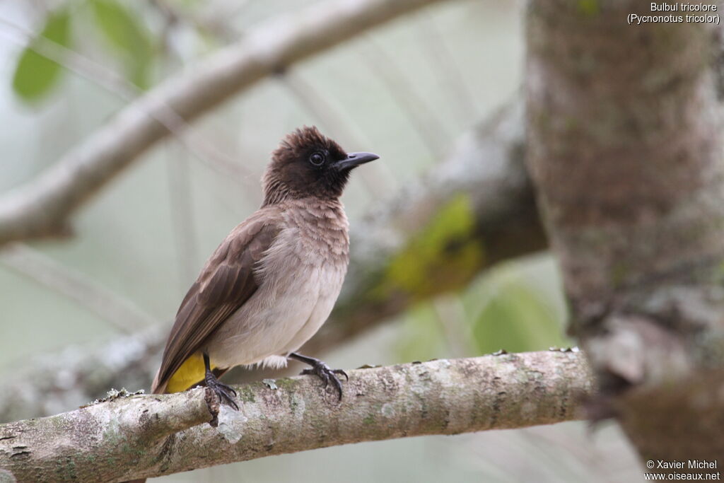 Bulbul tricoloreadulte, identification