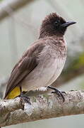 Dark-capped Bulbul