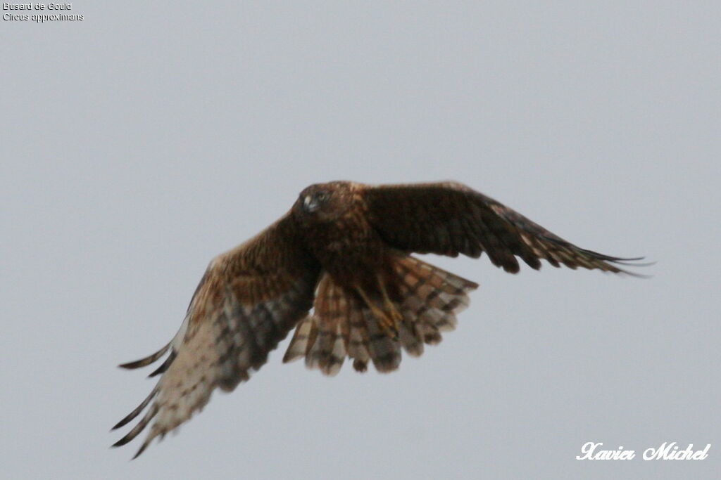 Swamp Harrier, Flight