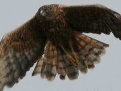 Swamp Harrier