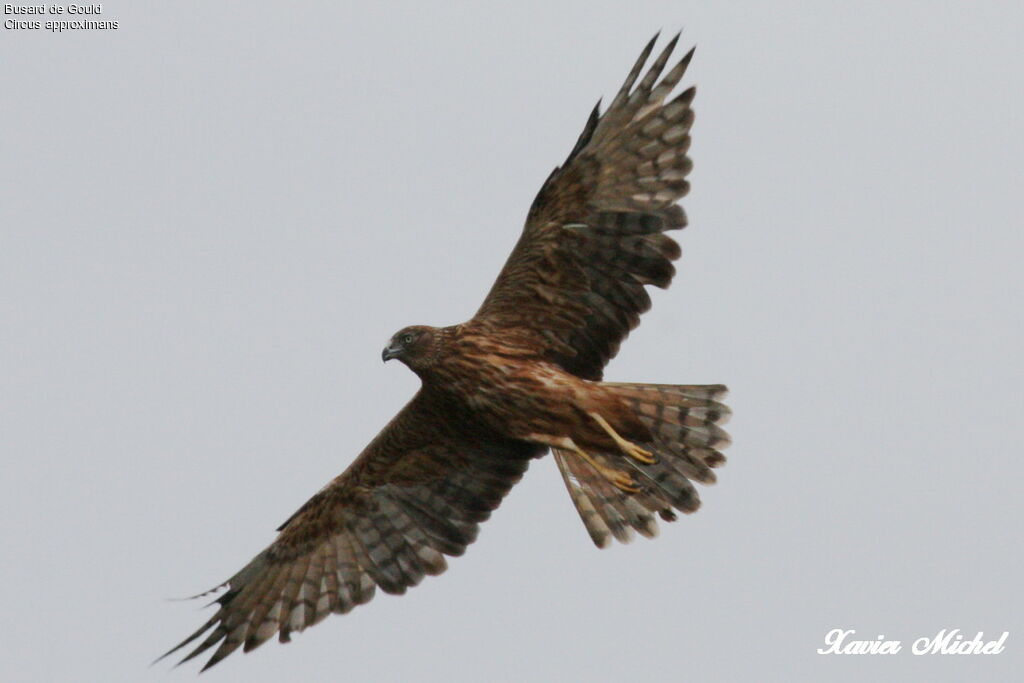 Swamp Harrier, Flight