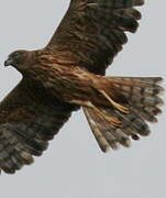 Swamp Harrier