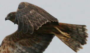 Swamp Harrier