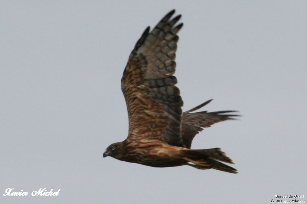 Swamp Harrier, Flight