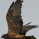 Busard de Gould