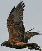 Swamp Harrier