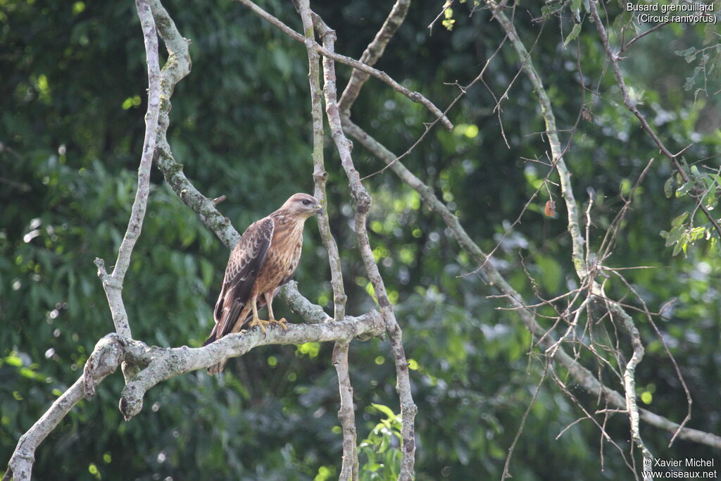 African Marsh Harrieradult