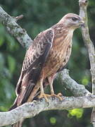 African Marsh Harrier