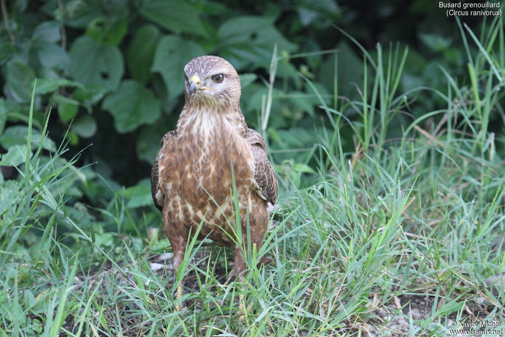 African Marsh Harrieradult