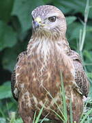 African Marsh Harrier