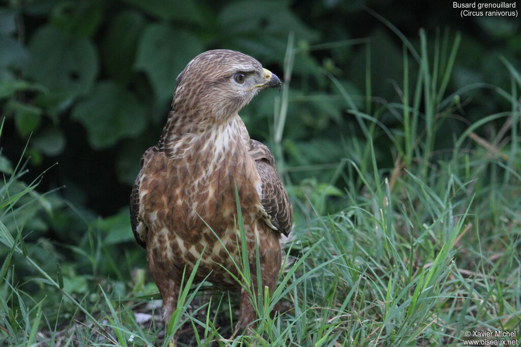 African Marsh Harrieradult, identification