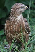 African Marsh Harrier