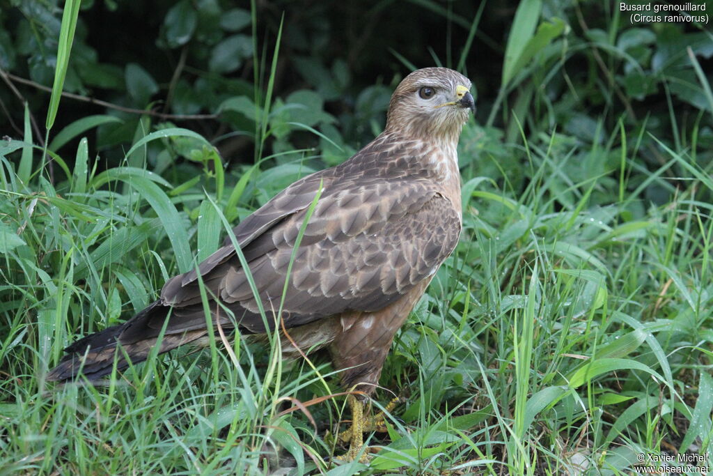 Busard grenouillardadulte, identification