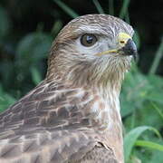 African Marsh Harrier