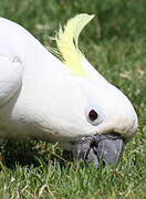 Cacatoès à huppe jaune