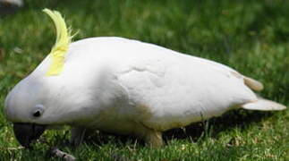 Cacatoès à huppe jaune