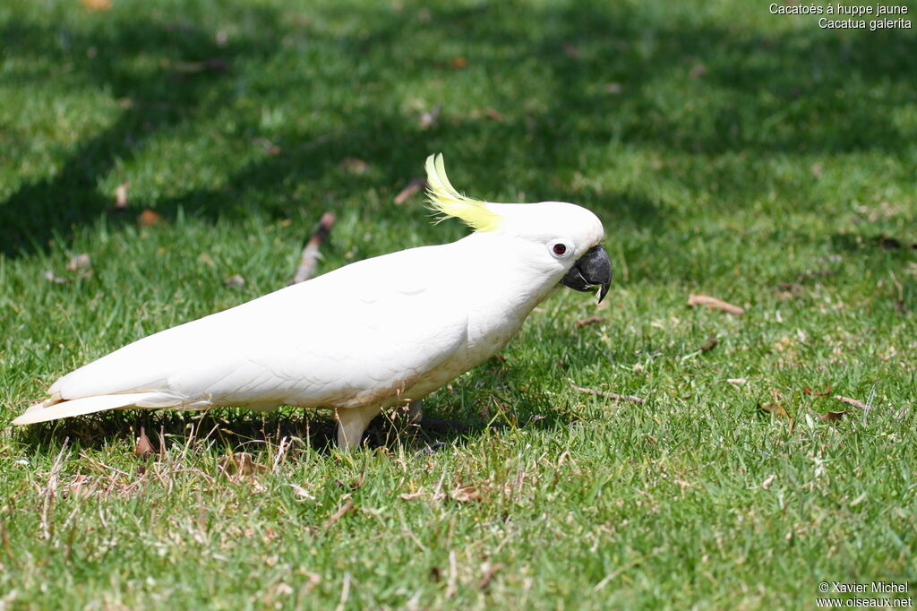 Sulphur-crested Cockatoo, identification