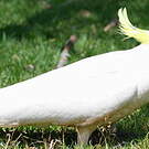 Cacatoès à huppe jaune