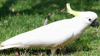 Sulphur-crested Cockatoo