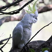 Sulphur-crested Cockatoo