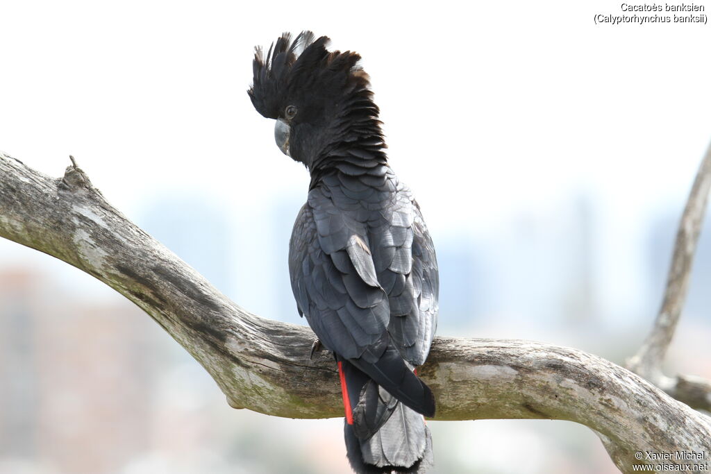 Red-tailed Black Cockatooadult, identification