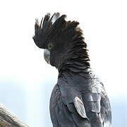 Red-tailed Black Cockatoo